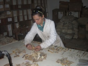 Study and classification of the Pharaonic animal bones from Sai.